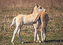 Konik foals (Equus caballus caballus)