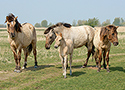 Koniki (Equus caballus caballus)