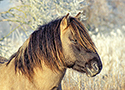 Portrait of stallion