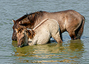 Koniki(Equus caballus caballus)