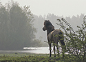 Konik horses (Equus caballus caballus)