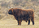 highland bull