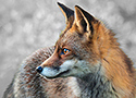red fox vixen