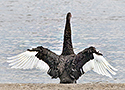 Mute swan