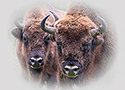 European bison